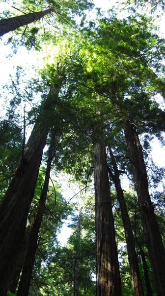 sequoia trees, huge tree, nature flora