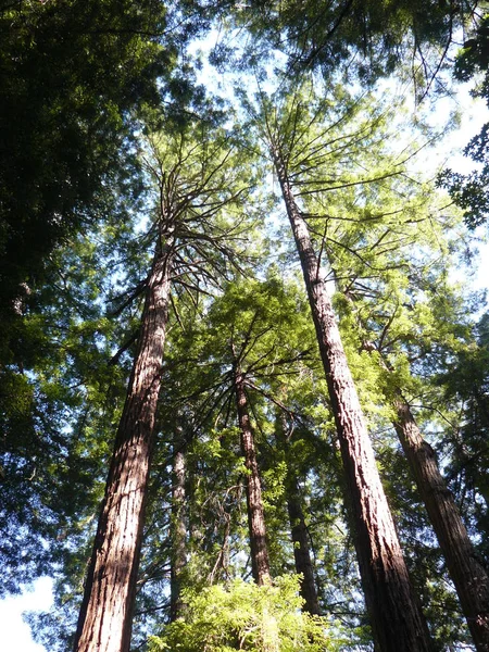 Sekoya Ağaçları Büyük Ağaç Doğa Bitki Örtüsü — Stok fotoğraf