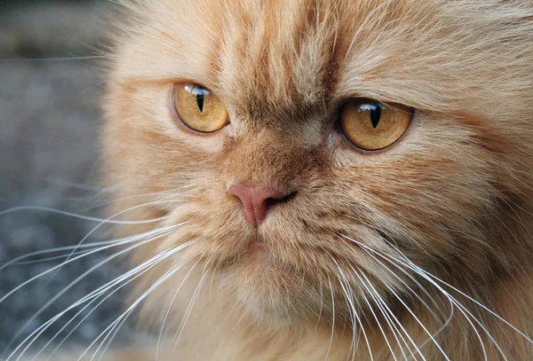 Retrato Lindo Gato — Foto de Stock