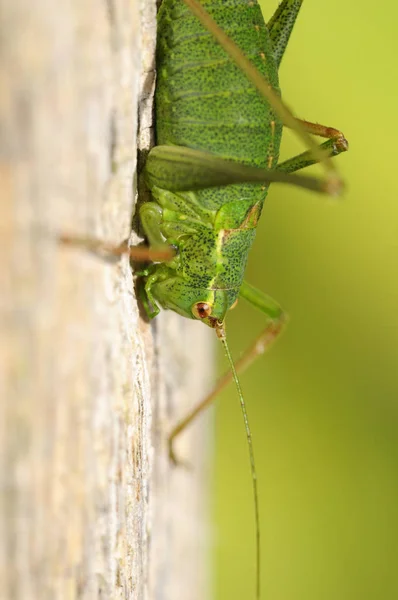 점박이 Zartschrecke Leptophyes Cumtatissima — 스톡 사진