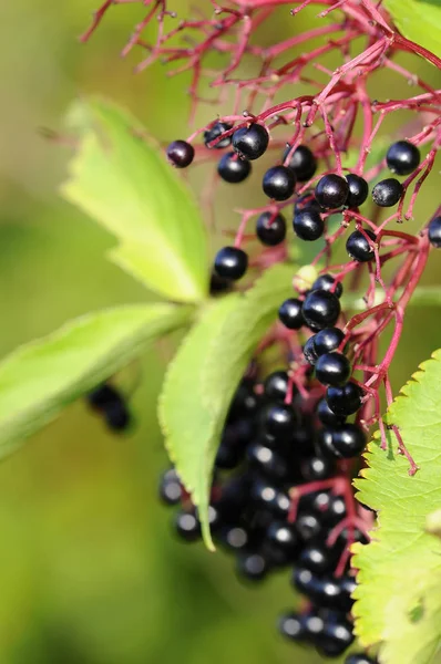 Berries Closeup Shot Healthy Food Concept — Stock Photo, Image