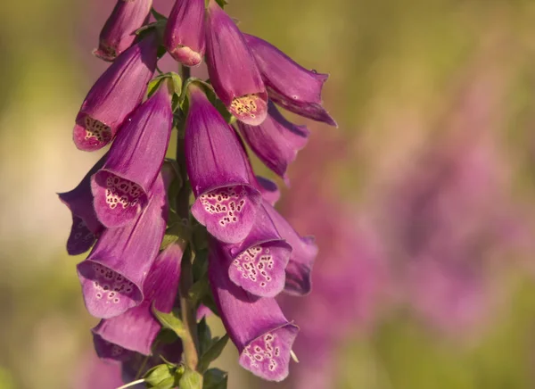 글러브 식물학의 아름다움 — 스톡 사진