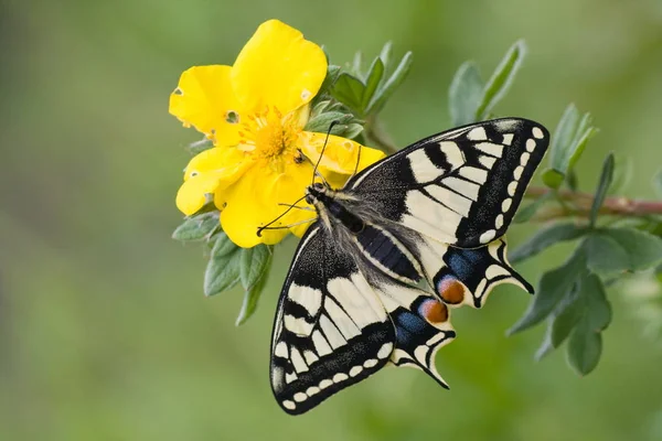 Widok Bliska Piękny Gołąb Motyl — Zdjęcie stockowe
