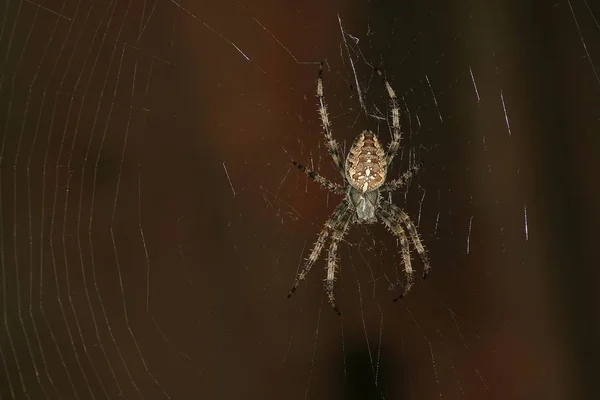Örümcek Böcek Kapanı Hayvan — Stok fotoğraf