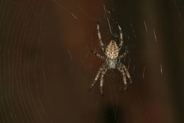 Araignée Piège Insectes Animal — Photo