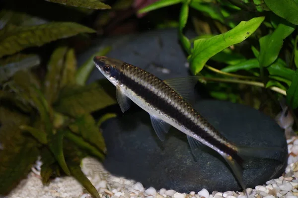 Nahaufnahme Eines Fisches Aquarium — Stockfoto