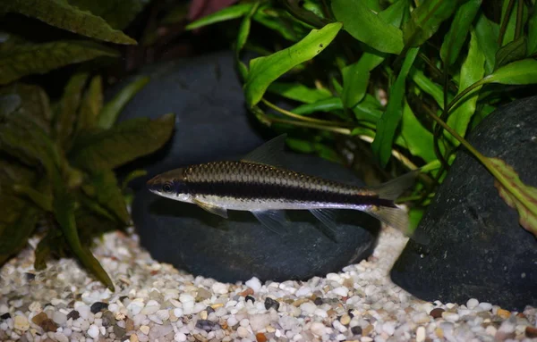 Peces Acuario — Foto de Stock