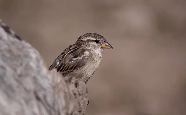 Szenischer Blick Auf Niedlichen Sperling Vogel — Stockfoto