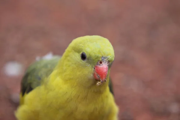 Malerischer Blick Auf Den Schönen Papageienvogel — Stockfoto
