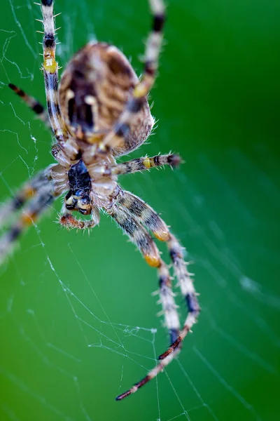 Pavoučí Brouk Strašidelný Hmyz — Stock fotografie
