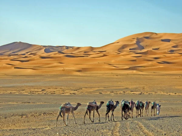 Kamele Der Sahara — Stockfoto