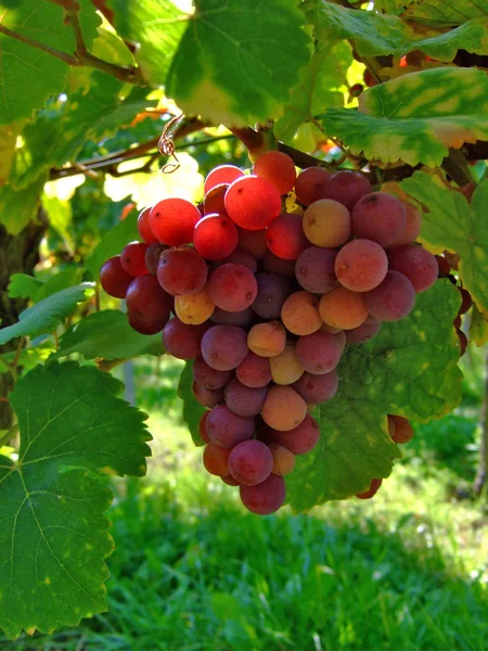 生长在葡萄园里的葡萄 — 图库照片
