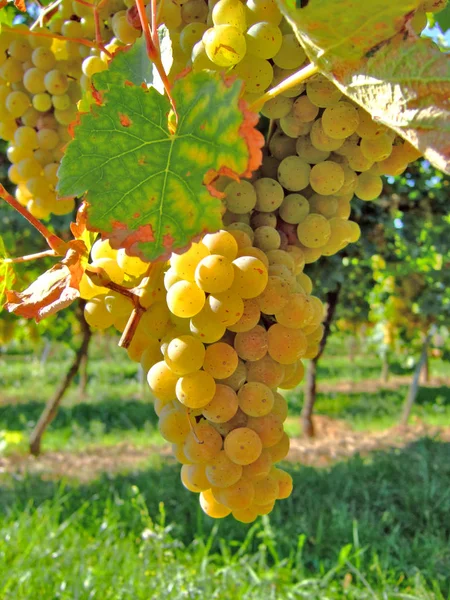 Trauben Wachsen Auf Dem Weinberg — Stockfoto