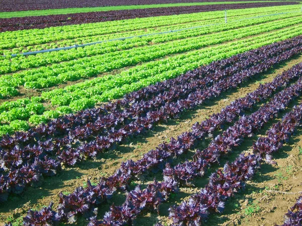 Cibo Vegetariano Attenzione Selettiva — Foto Stock