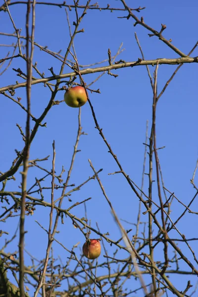 Piękne Botaniczne Ujęcie Naturalna Tapeta — Zdjęcie stockowe