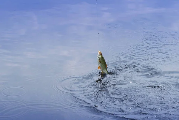 Bebek Berenang Dalam Air — Stok Foto
