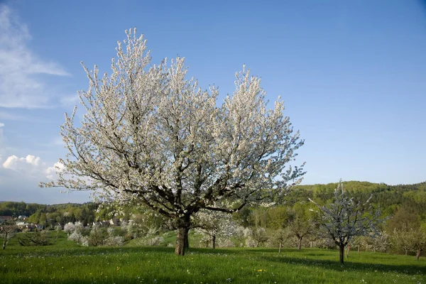 Apfelblütenbaum Blumen Blühen Frühling — Stockfoto
