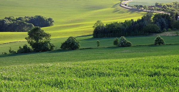 Světlo Živce — Stock fotografie