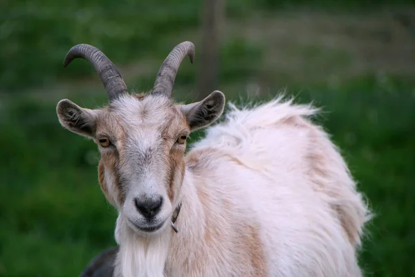 Festői Kilátás Vidékre Szelektív Fókusz — Stock Fotó