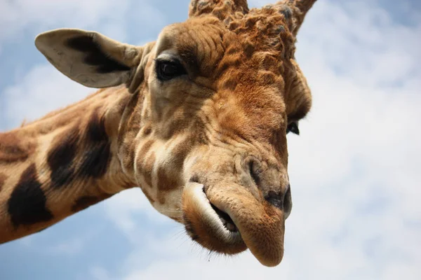 Große Braune Giraffe Tier Flora Und Fauna Der Natur — Stockfoto