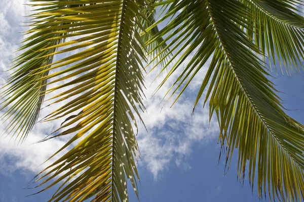 Palm Trees Sky — Stock Photo, Image