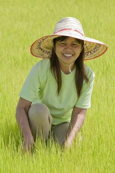 Азіатська Жінка Рисовому Полі Таїланд — стокове фото