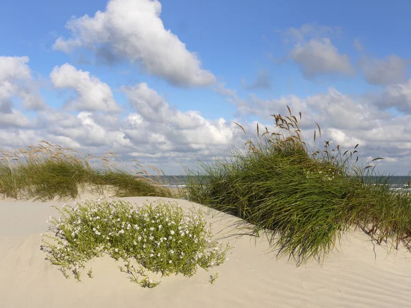 Panoramisch Uitzicht Duinen Selectieve Focus — Stockfoto