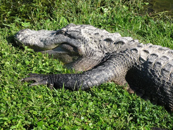 Alligator Krokodile Wildtiere Gefährliches Reptil Raubtier — Stockfoto