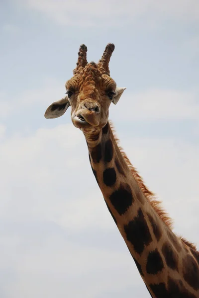 Giraffe Tier Foto Der Natur Tierwelt — Stockfoto