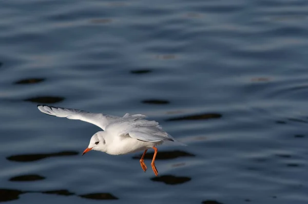 Scenic View Beautiful Cute Gull Bird — Stock Photo, Image