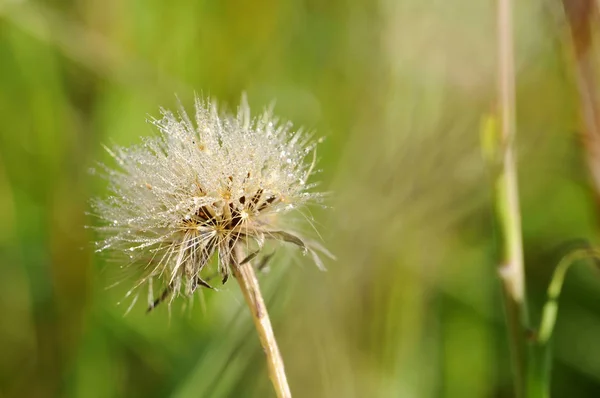 Speerdistel Cirsium Vulgare — Stockfoto