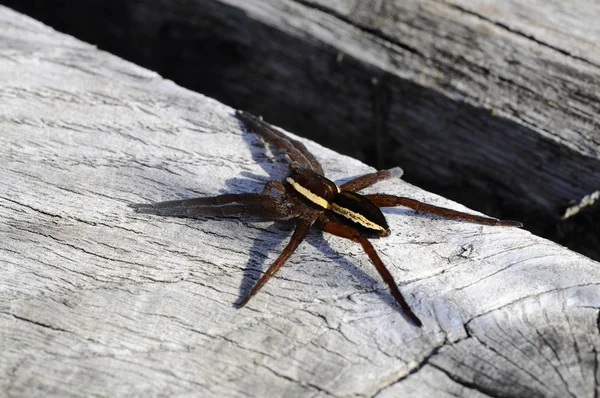 Pająk Polujący Tratwy Dolomedes Fimbriatus — Zdjęcie stockowe