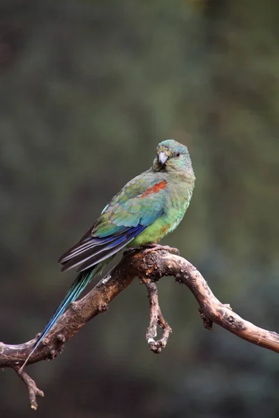 Багатокольоровий Папуга Самиці — стокове фото