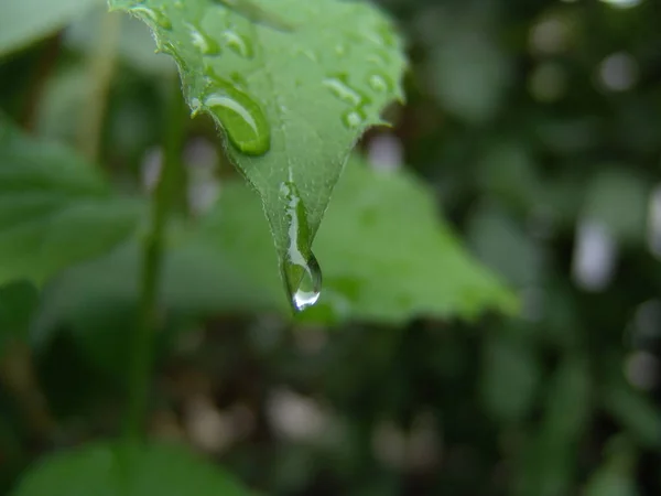 Gouttelettes Eau Sur Une Feuille — Photo