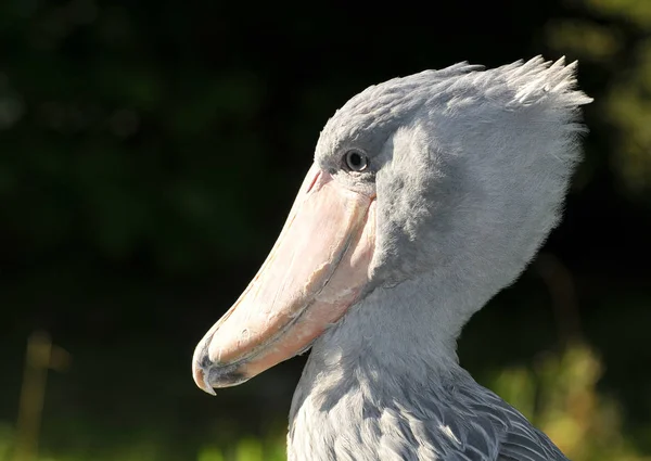 Portret Van Een Schoensnavel — Stockfoto