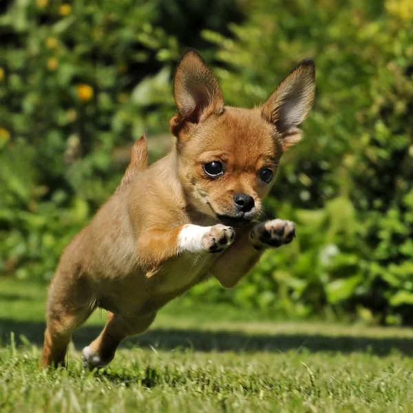 Kleiner Chihuahua Stammhund — Stockfoto