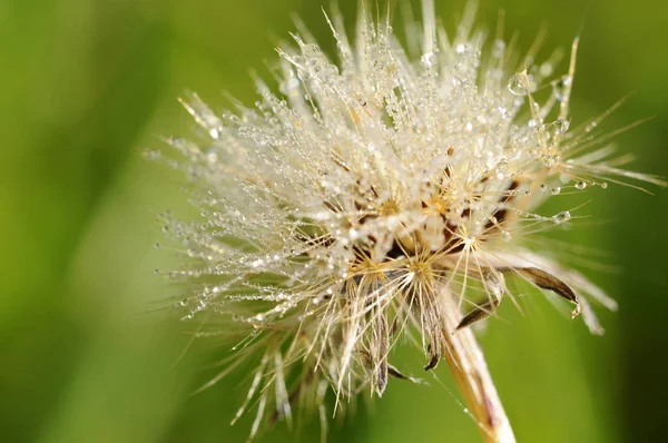 Gewone Krasdistel Cirsium Vulgare — Stockfoto