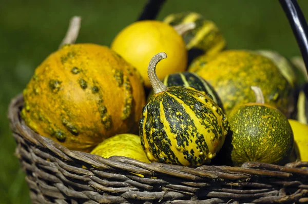 Calabazas Una Cesta — Foto de Stock