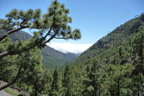 Teneriffa Den Största Spaniens Kanarieöarna Utanför Västafrika — Stockfoto