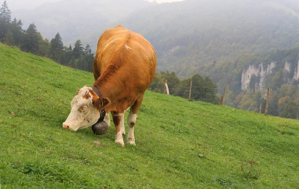 Vache Sur Montagne — Photo