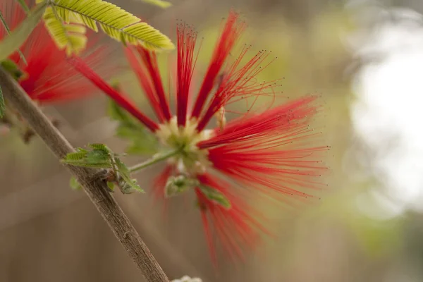 Schoonheidsbloeiende Plant Overdag — Stockfoto