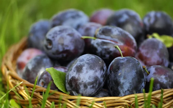 Köstliche Frische Reife Pflaumen — Stockfoto