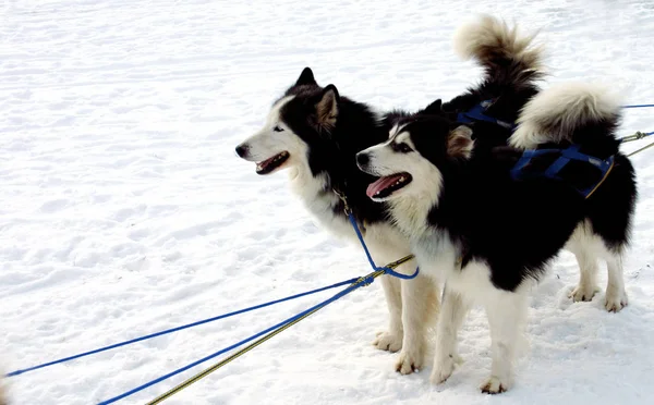 Husky Hond Dier Huisdier — Stockfoto