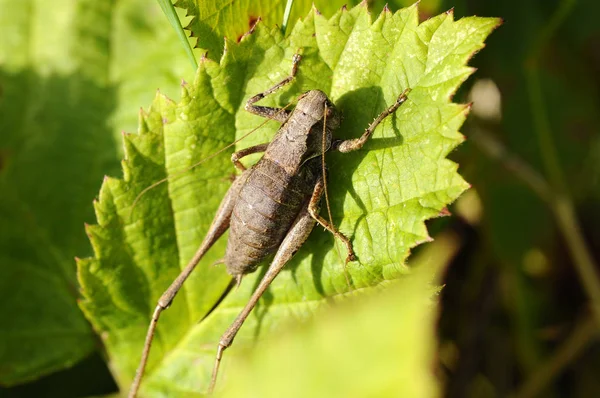 Yaygın Çalı Kriketi Pholidoptera Griseoaptera — Stok fotoğraf