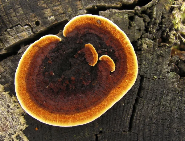 Mushrooms Fungus Flora Botany — Stock Photo, Image