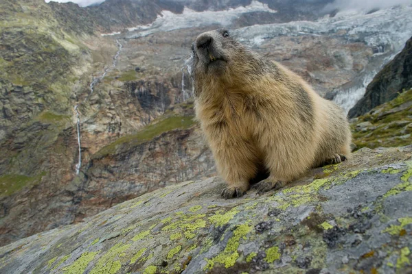 marmot taken with wide angle lens\r\nswitzerland saas fee spilboden