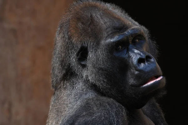 Primatdjur Gorillapa Apa — Stockfoto