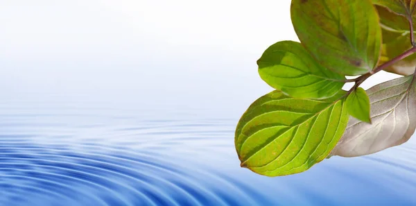 Folhas Verdes Água — Fotografia de Stock