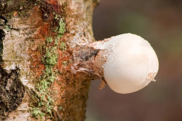 Odla Svamp Skogen Natur Bakgrund — Stockfoto