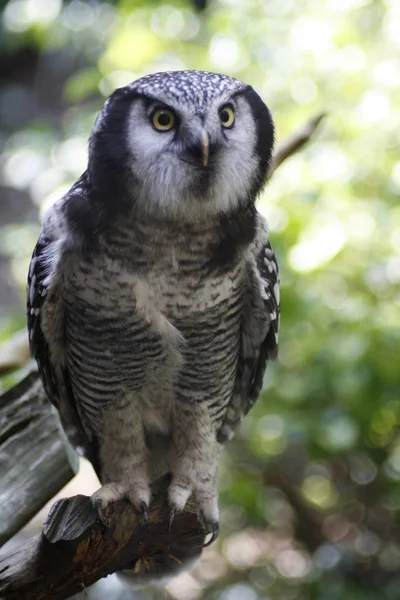 Vue Panoramique Bel Oiseau Nature — Photo